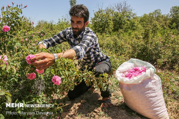 برداشت گل محمدی در بجنورد