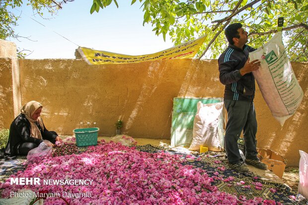 قطف الزهور الشامية من مزارع شمال شرق ايران 