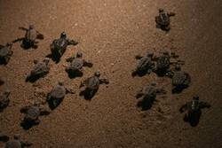 Newly hatched Hawksbill turtles crawl into Persian Gulf