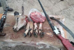 دستگیری یک گروه شکارچی غیر مجاز در فیروزکوه