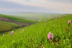 مناظر خلابة من طبيعة سهل مغان