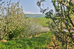 طبیعت زیبای بهاری روستای مرق از توابع شهرستان کاشان