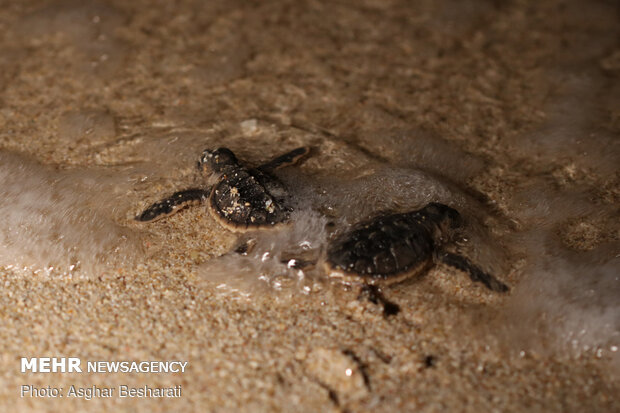 Newly hatched out Hawksbill turtles leave Qeshm Island