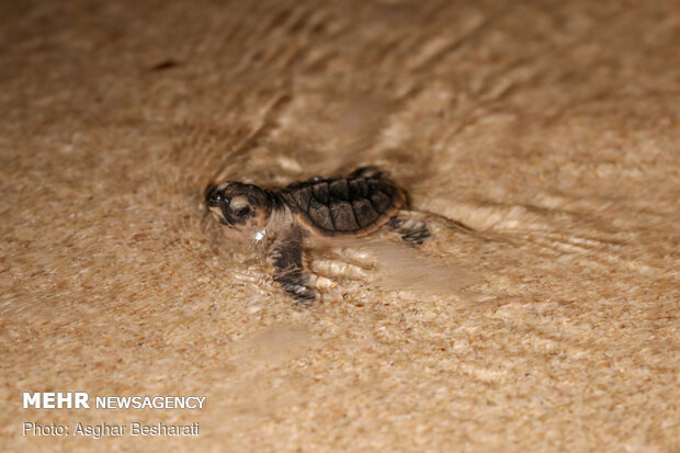 Newly hatched out Hawksbill turtles leave Qeshm Island