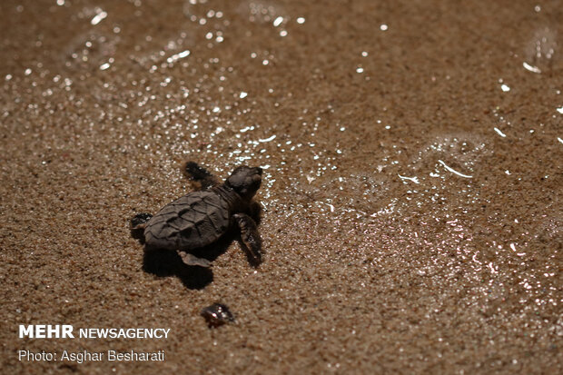 Newly hatched out Hawksbill turtles leave Qeshm Island