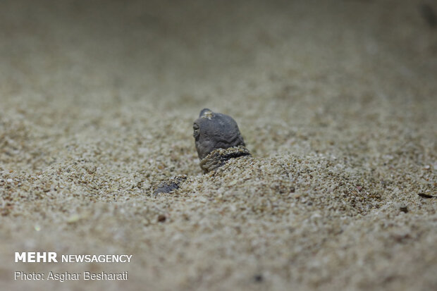 Newly hatched out Hawksbill turtles leave Qeshm Island