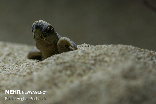 Newly hatched out Hawksbill turtles leave Qeshm Island