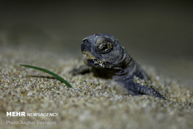 Newly hatched out Hawksbill turtles leave Qeshm Island