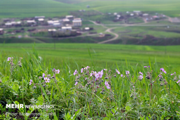 طبیعت بهاری شهرستان گرمی استان اردبیل