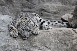 VIDEO: Persian leopard family spotted in Savadkuh