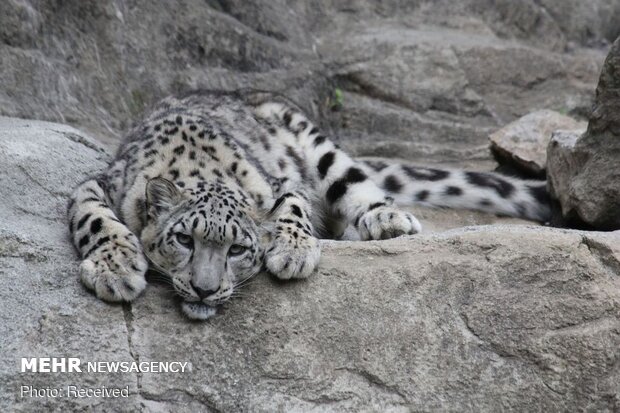 VIDEO: Persian leopard family spotted in Savadkuh