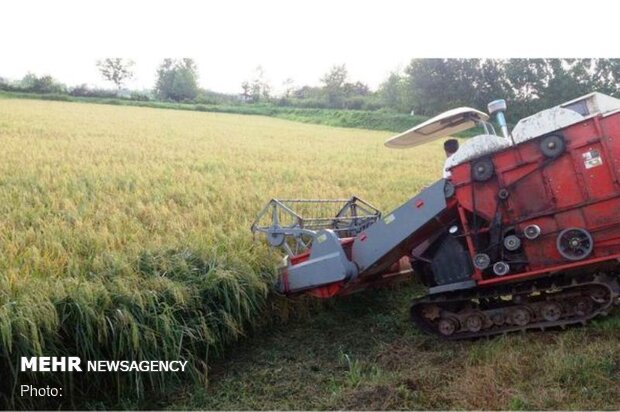«خشکه کاری برنج» ضامن زراعت در خشکسالی/۳۰ درصد هزینه ها کم شد