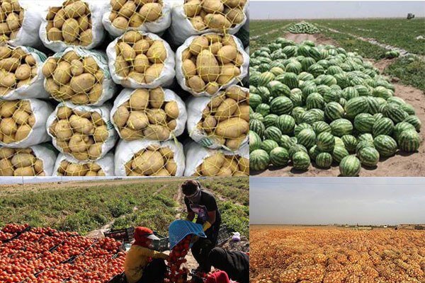  صادرات محصولات کشاورزی در زنجان  هفت درصد رشد دارد