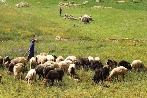 چرای دام در منطقه حفاظت شده باشگل تاکستان ممنوع است