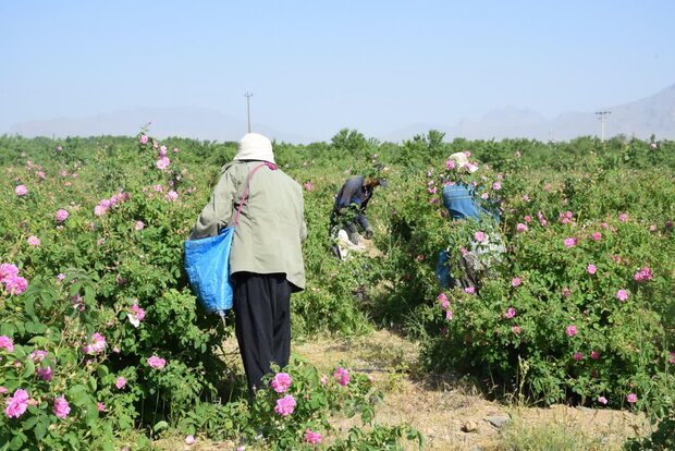 کمبود کارگر فصلی برای برداشت گل‌محمدی در گلپایگان