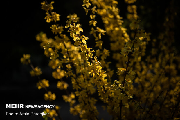 Naranjestan Qavam, Eram Garden in Shiraz opened
