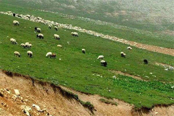 ممنوعیت ورود و چرای دام در مراتع طبیعی فیروزکوه