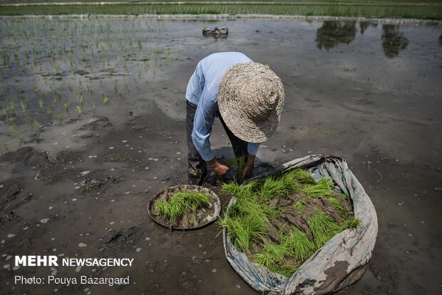Planting rice seedlings in paddy fields in Gilan prov.