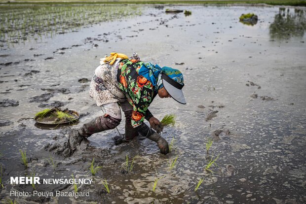 Planting rice seedlings in paddy fields in Gilan prov.