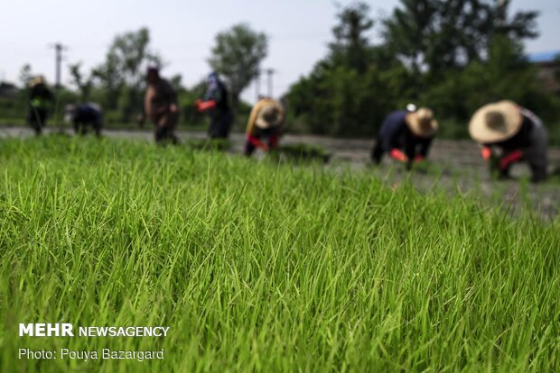 Planting rice seedlings in paddy fields in Gilan prov.