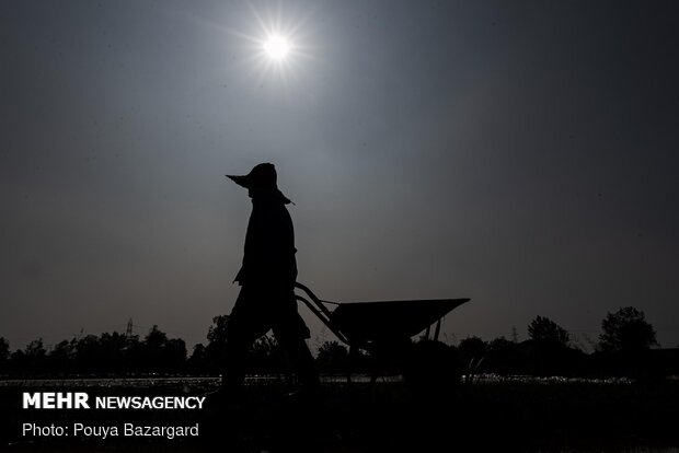 Rice seedlings, Iranian taste in Golestan