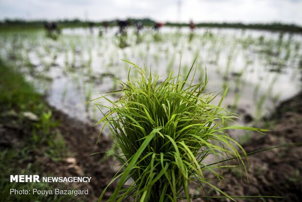 Rice seedlings, Iranian taste in Golestan