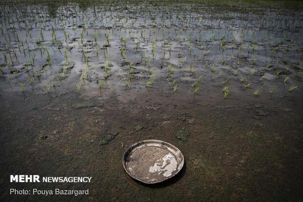 Planting rice seedlings in paddy fields in Gilan prov.