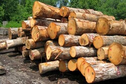 کشف بیش از ۳ تن چوب قاچاق در گرمه