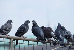 Hindistan'da casusluk suçlamasıyla yakalanan güvercin serbest bırakıldı!