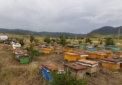 استقرار ۳۲ هزار کلونی زنبور عسل در مراتع لار/۳۰۰ تن عسل تولید شد