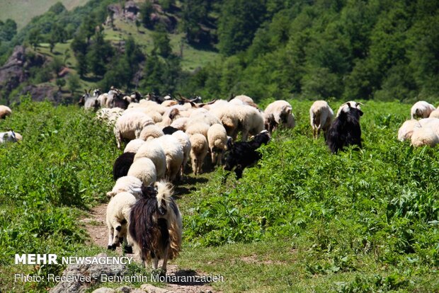 طبیعت ارتفاعات خمر نسا در مسیر قله تریشوم ماسوله