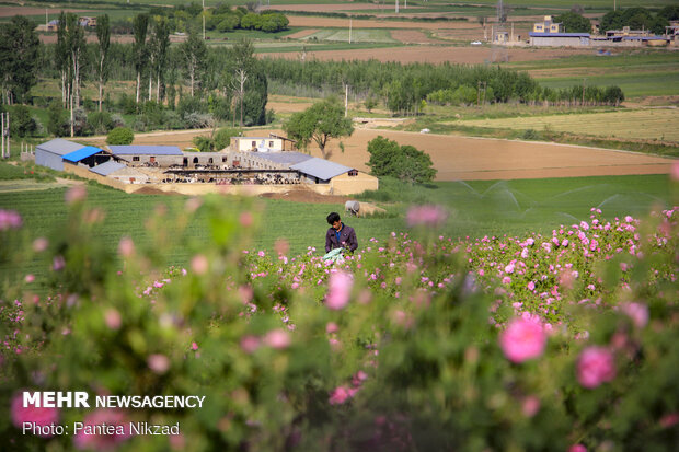 Harvesting damask rose