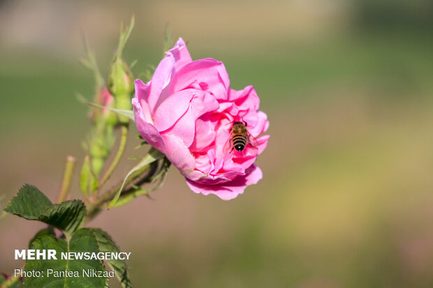 Harvesting damask rose