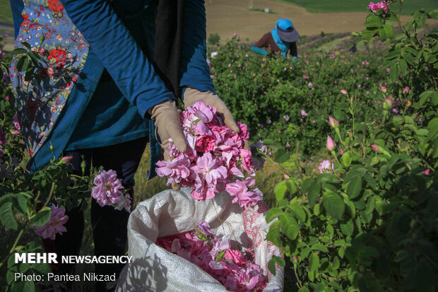 Harvesting damask rose