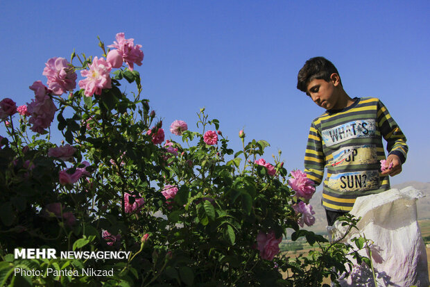 Harvesting damask rose