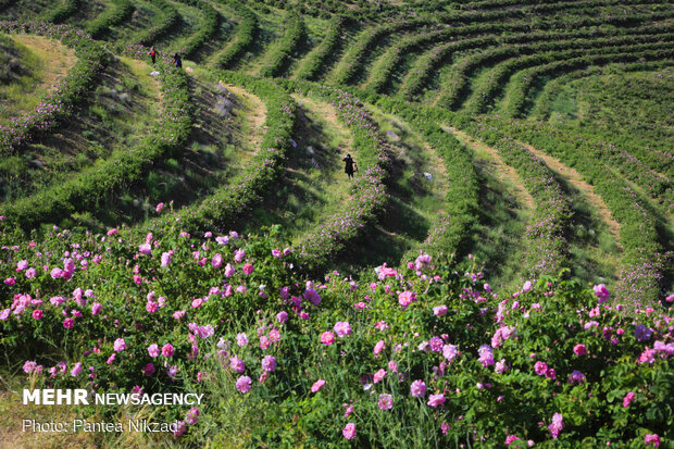 Harvesting damask rose