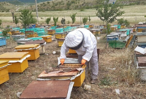 چالاکی 11 هەزار کوردستانی لە بواری هەنگداری 