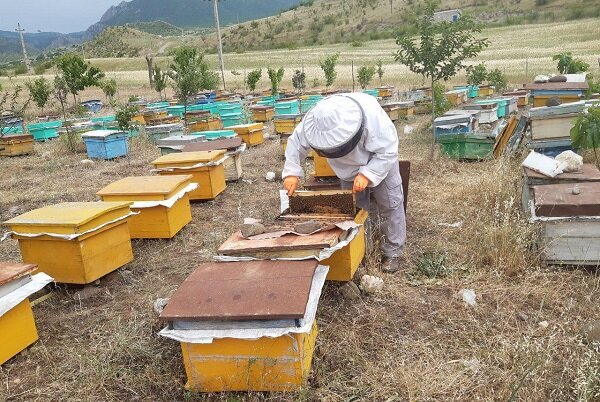 فعالیت ۲۹۱ زنبورستان در دشتستان/ ۵۳۴ تن عسل تولید می‌شود
