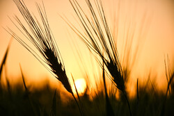 Grain fields in Markazi Province