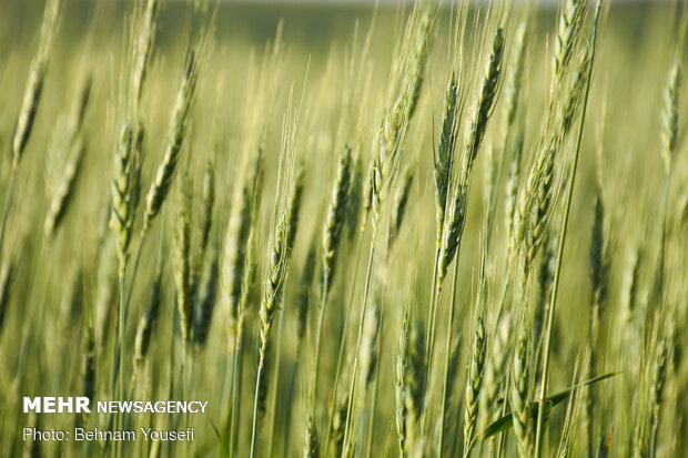 Grain fields in Markazi Province
