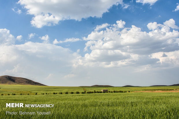 Grain fields in Markazi Province
