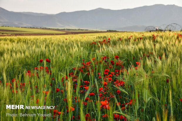 Grain fields in Markazi Province
