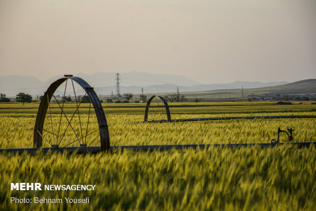 Grain fields in Markazi Province
