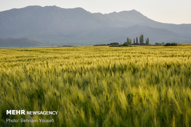 Grain fields in Markazi Province
