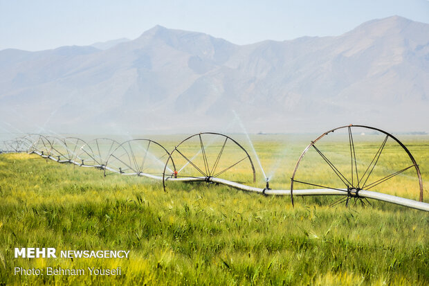 Grain fields in Markazi Province
