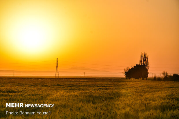 Grain fields in Markazi Province
