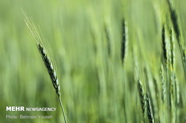 Grain fields in Markazi Province
