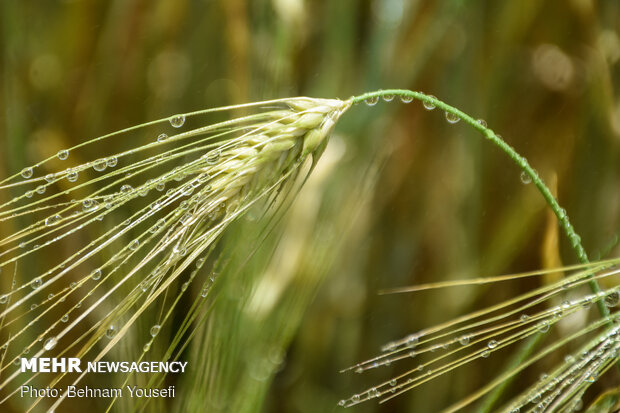 Grain fields in Markazi Province
