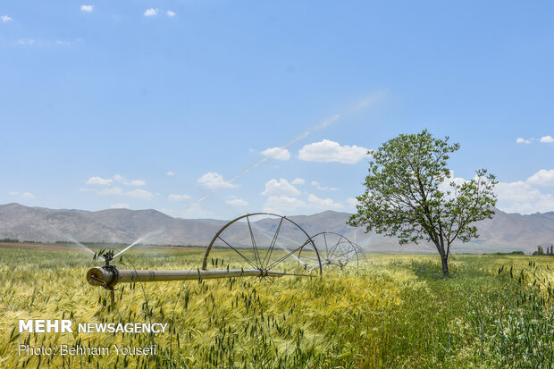 Grain fields in Markazi Province
