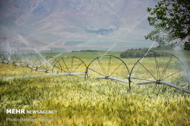 Grain fields in Markazi Province
